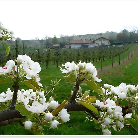 Weingut Ringwald Apartment Herbolzheim Luaran gambar